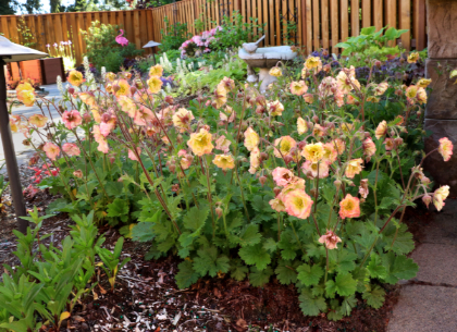 GEUM PRETTICOATS PEACH #1