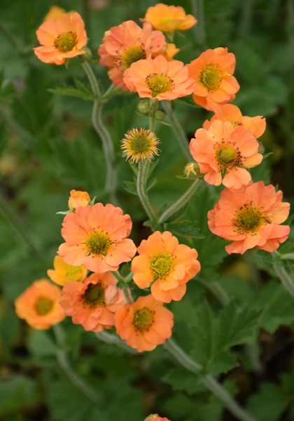 GEUM TOTALLY TANGERINE #1