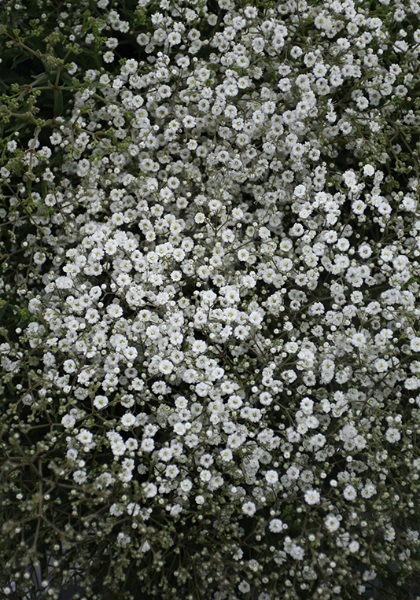 GYPSOPHILA SUMMER SPARKES #1