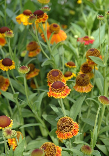 HELENIUM MARDI GRAS #1