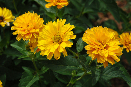 HELIOPSIS SUMMER SUN #2