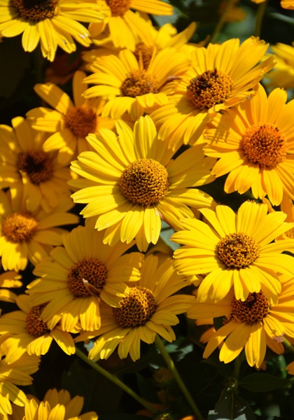 HELIOPSIS TUSCAN SUN #1/7" PW