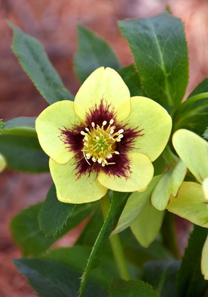 HELLEB HONYMOON SPANISH FLARE #1