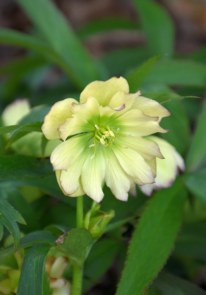 HELLE WED PRTY FIRST DANCE #1
