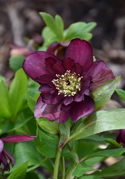 HELLEB WEDD PARTY TRUE LOVE #1