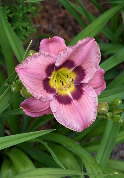 HEMER ALWAYS AFTERNOON #1