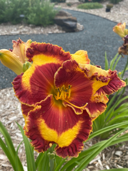 HEMER BAND OF FIRE #1