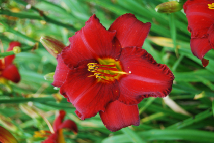 HEMER CHICAGO APACHE #1