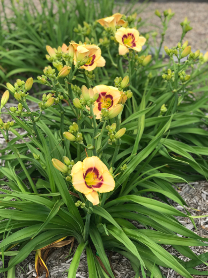 HEMER CUSTARD CANDY #1