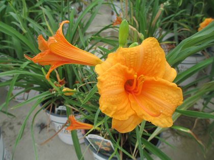 HEMER ENDLESSLILY ORANGE #1