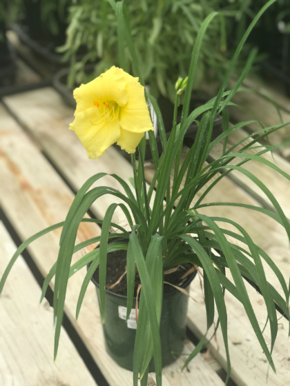 HEMER HAPPY RETURNS #1