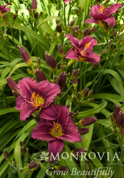 HEMER LITTLE GRAPETTE #1