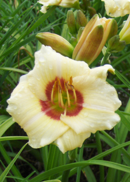 HEMER PANDORA'S BOX #1