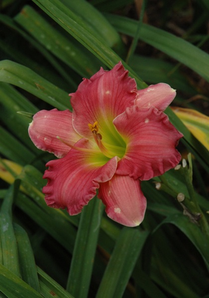 HEMER PASSIONATE RETURNS #1