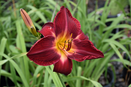 HEMER RED VOLUNTEER #1/7"