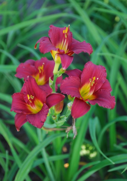 HEMER RUBY STELLA #1