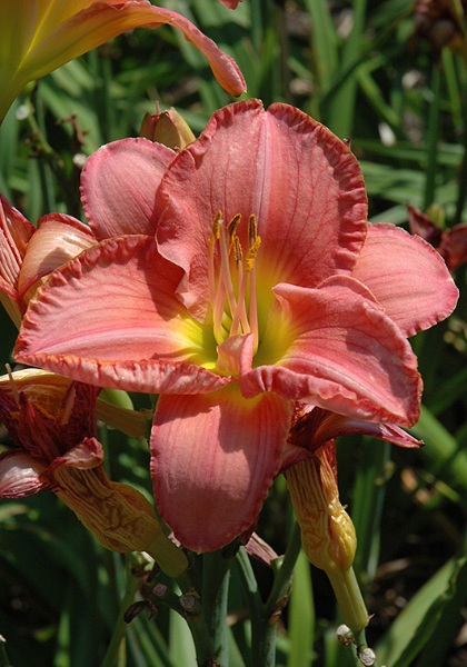 HEMER SCOTTISH FANTASY #1