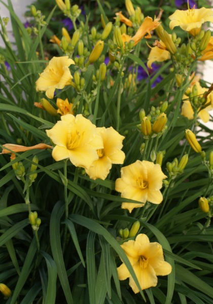 HEMER STELLA DE ORO #1