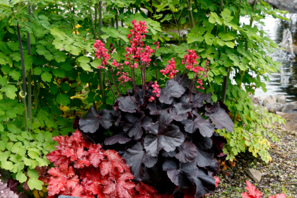 HEUCHERA BLACK FOREST CAKE #1