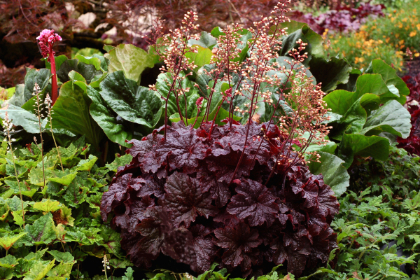HEUCHERA CAJUN FIRE #1