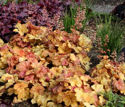 HEUCHERA CHAMPAGNE #1