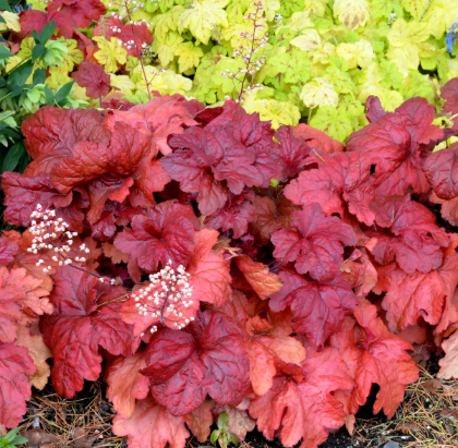 HEUCHERA FIRE ALARM #1