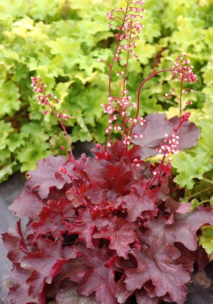 HEUCHERA FIRE CHIEF #1