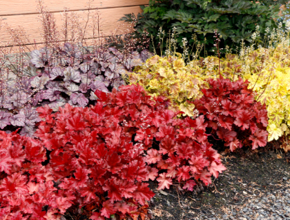 HEUCHERA FOREVER RED #1