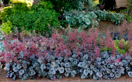 HEUCHERA GLITTER #1