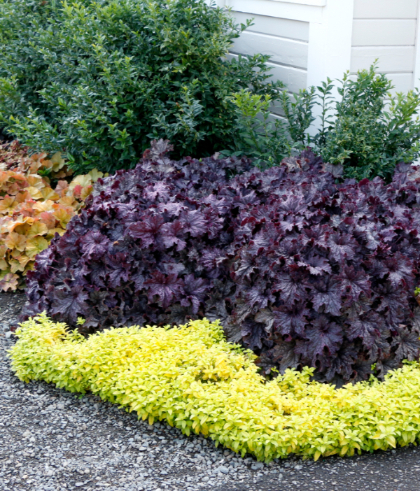 HEUCHERA GRANDE AMETHYST #1