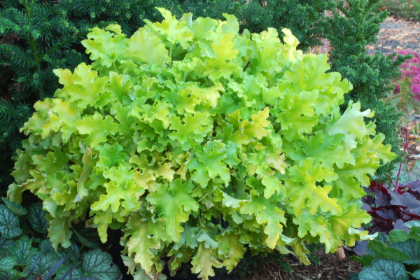 HEUCHERA LIME MARMALADE #1