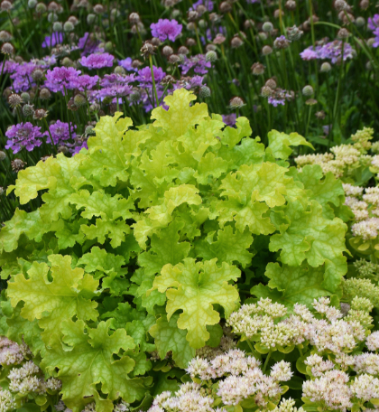 HEUCHERA LIME RUFFLES #1