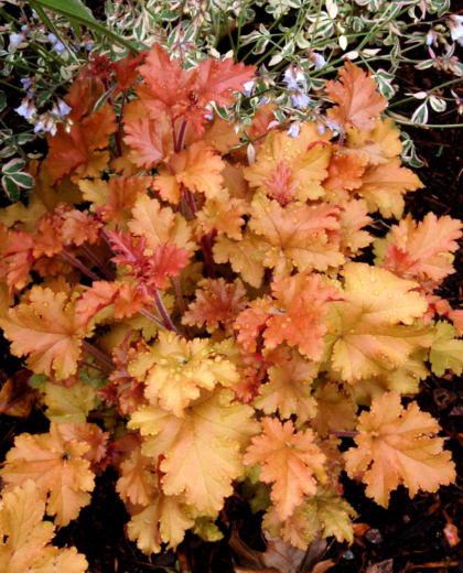 HEUCHERA MARMALADE #1