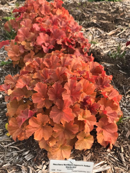 HEUCHERA NORTHERN EXP AMBER #1