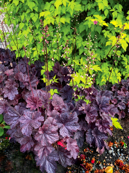 HEUCHERA NORTHERN EXP BLACK #1