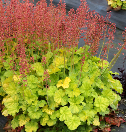 HEUCHERA NORTHERN EXP LIME #1