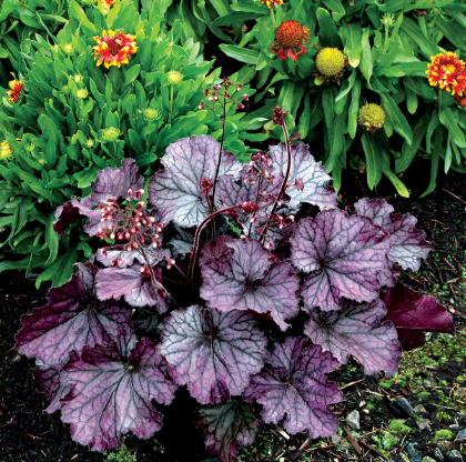 HEUCHERA NORTHERN EXP PURPLE #1