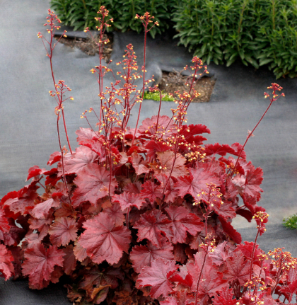 HEUCHERA NORTHERN EXP RED #1