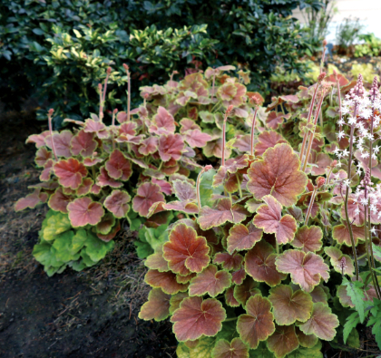 HEUCHERA NORTHERN EXP SIENNA #1