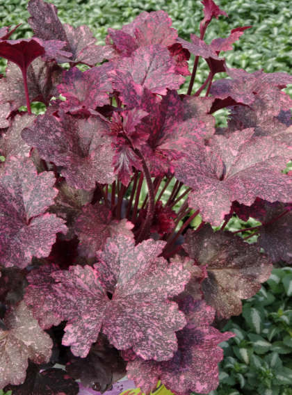 HEUCHERA MIDNIGHT ROSE #1