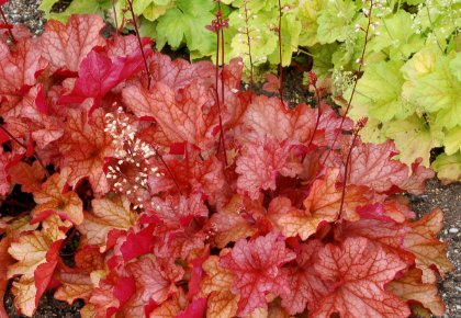 HEUCHERA PAPRIKA #1