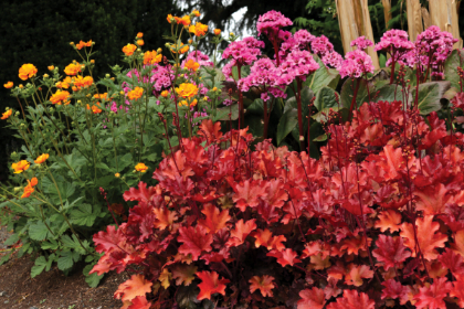 HEUCHERA PEACH FLAMBE #1