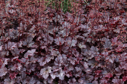 HEUCHERA PLUM PUDDING #1