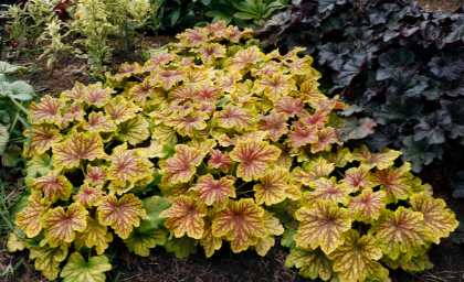 HEUCHERA RED LIGHTNING #1