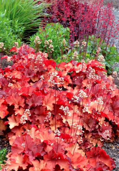 HEUCHERA RIO #1