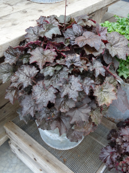 HEUCHERA PALACE PURPLE #1