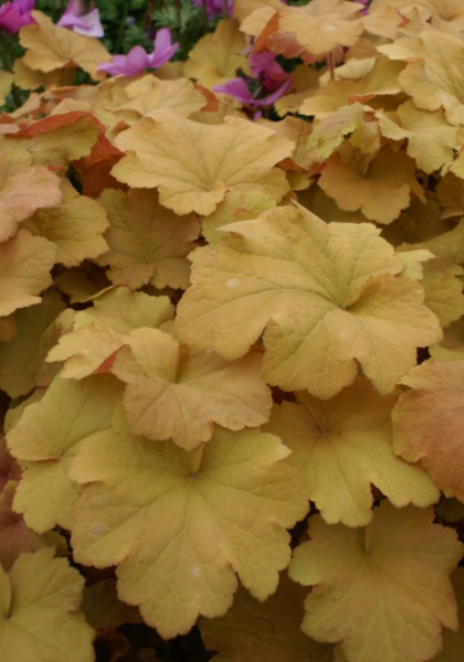 HEUCHERA VIL CARAMEL #1