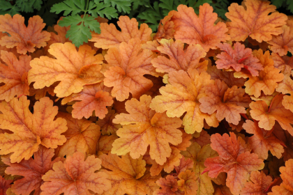 HEUCHERELLA BUTTERED RUM #1