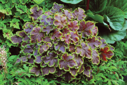 HEUCHERELLA SOLAR ECLIPSE #1