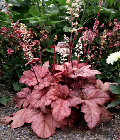 HEUCHERELLA PEACH TEA #1